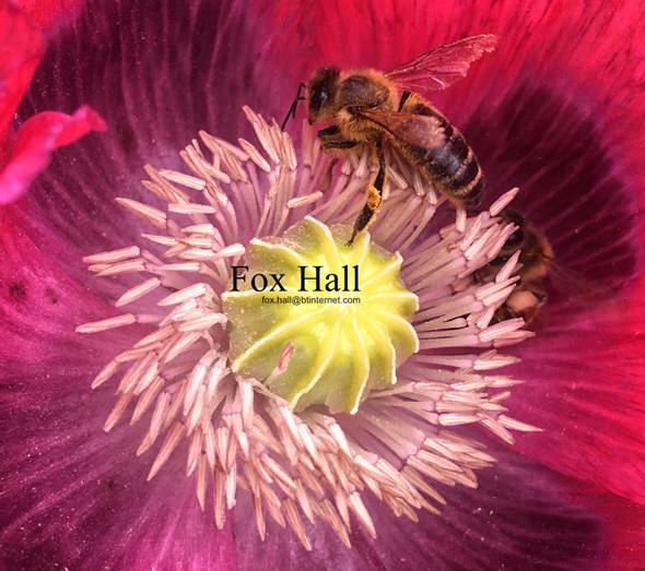 A bee on a flower

Description automatically generated